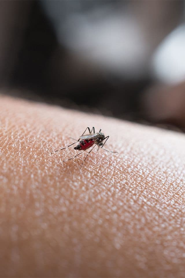 Febre Amarela em São Paulo: Como se Prevenir?